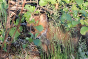 Fuchswelpe versteckt